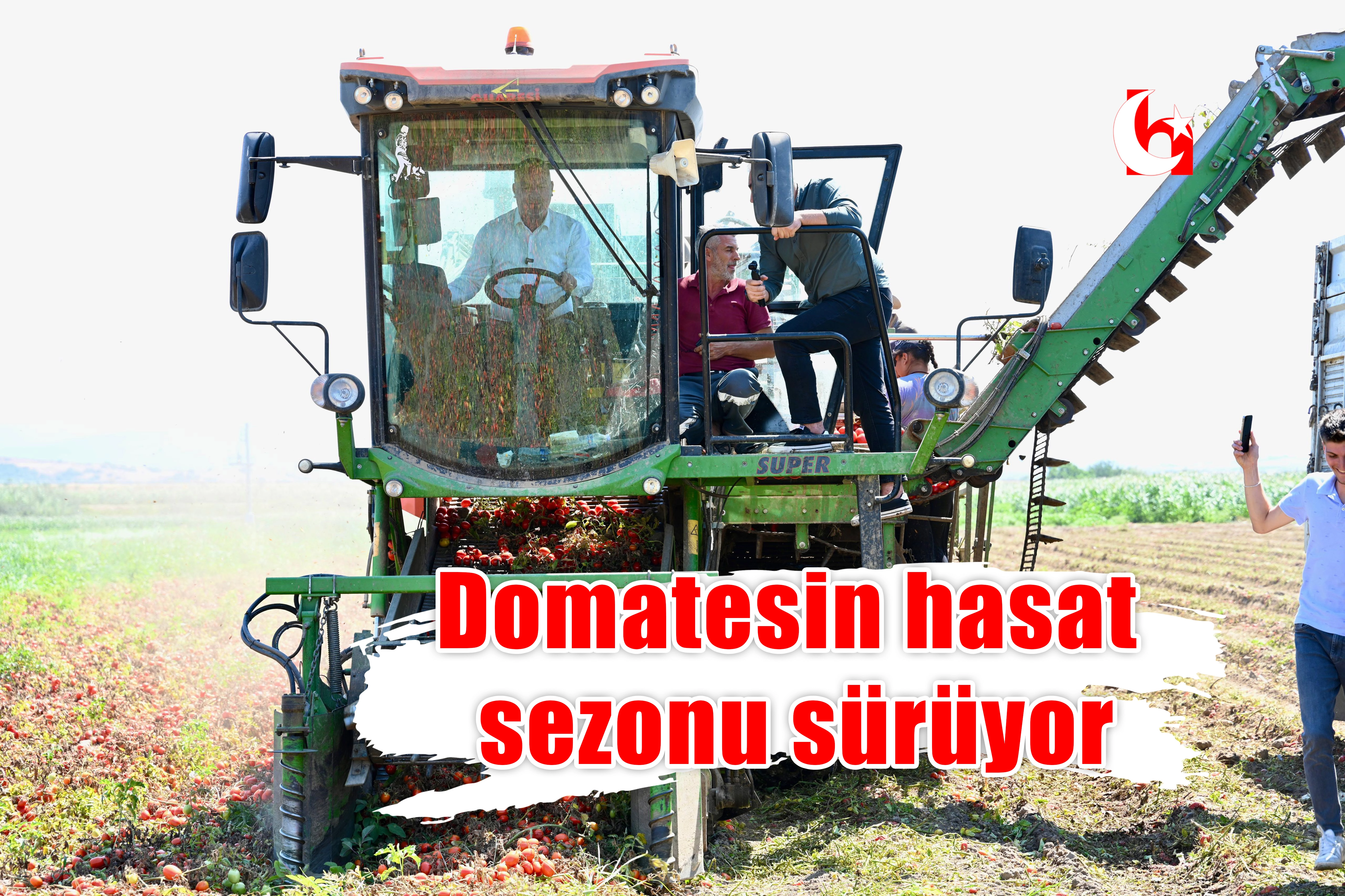 Domatesin hasat  sezonu sürüyor