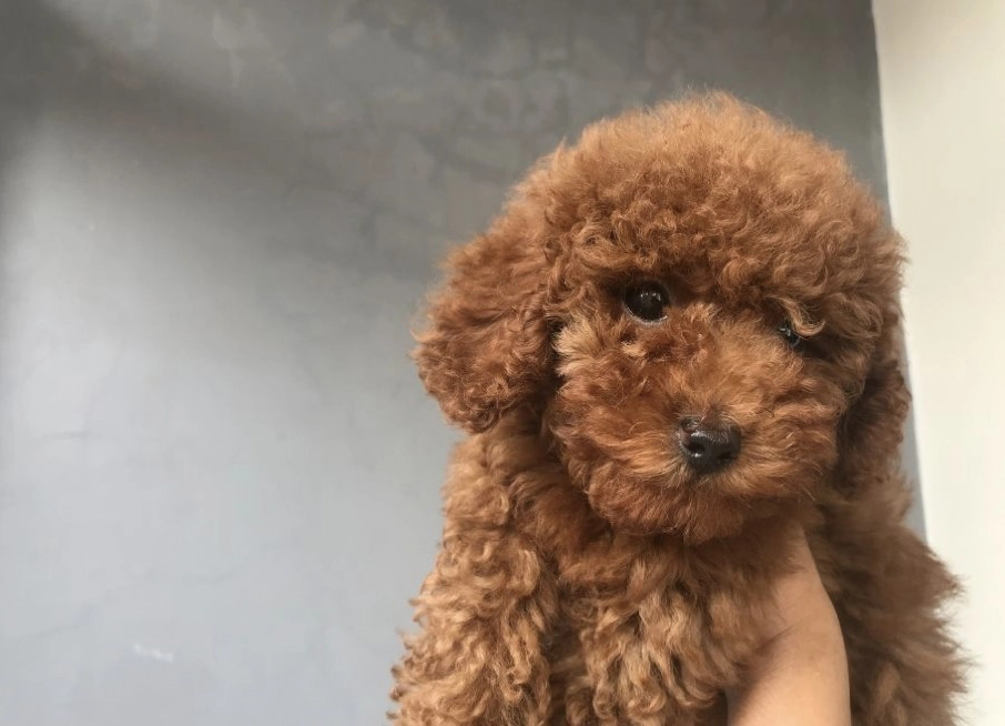 İzmir’de Toy Poodle Sahiplenmenin Doğru Adresi