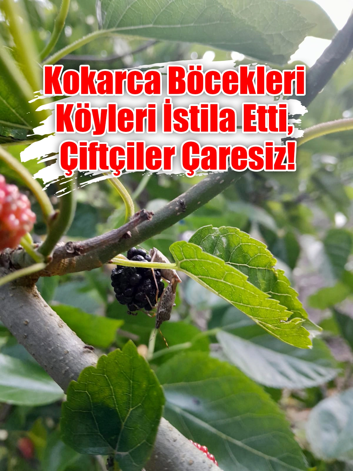 Kokarca Böcekleri Köyleri İstila Etti, Çiftçiler Çaresiz!