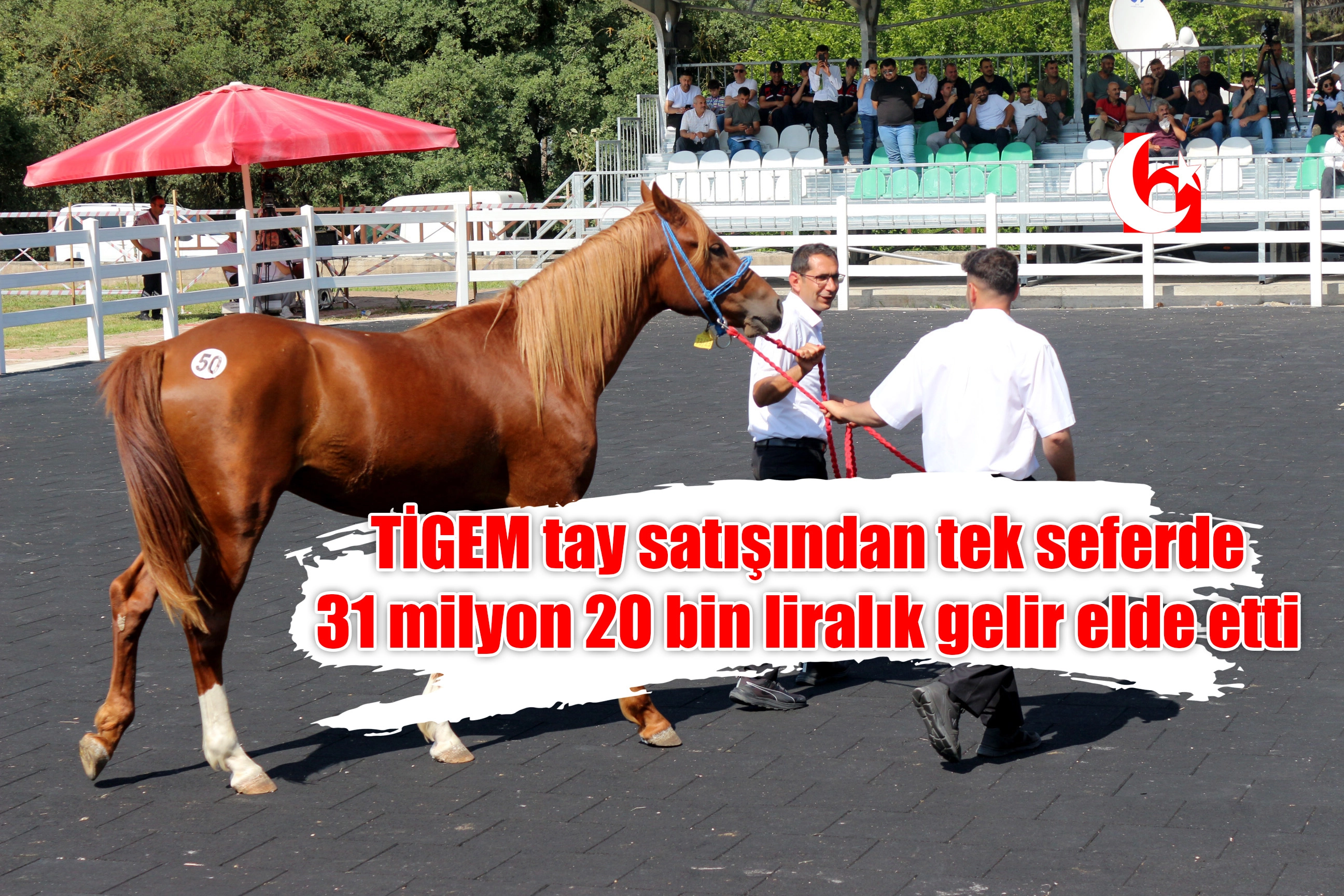  TİGEM tay satışından tek seferde 31 milyon 20 bin liralık gelir elde etti