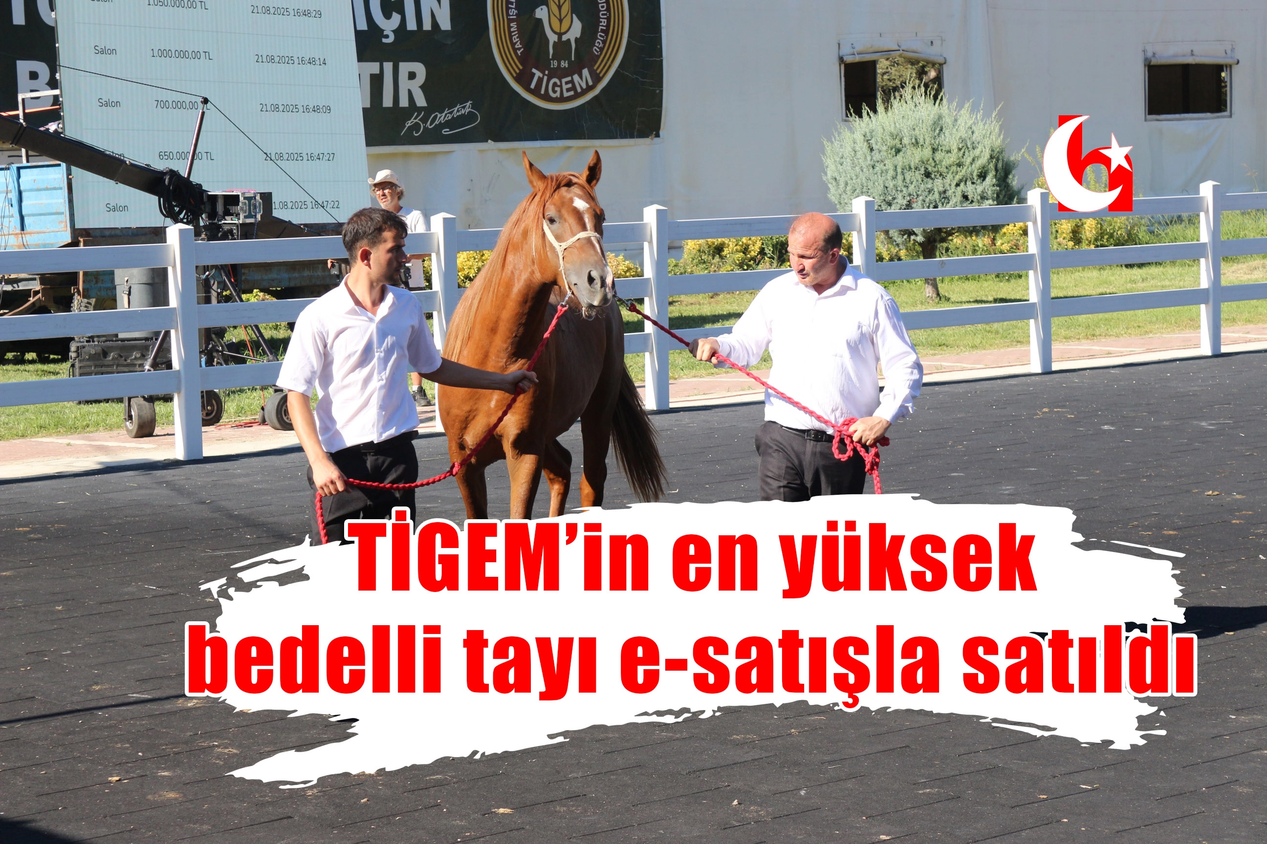  TİGEM’in en yüksek bedelli tayı e-satışla satıldı
