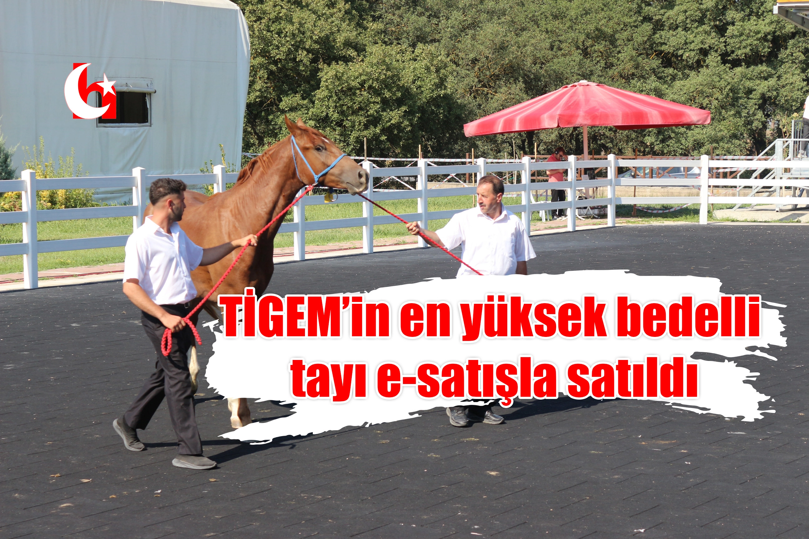 TİGEM’in en yüksek bedelli tayı e-satışla satıldı
