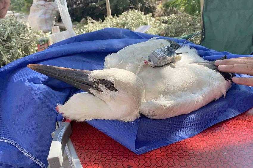 Türkiye'nin ilk uydu vericili leyleği 'Beşnumara' önce korkuttu, sonra sevindirdi